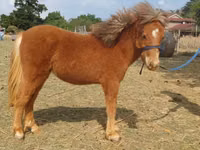 Hengst, Miniature horse — Foto 2