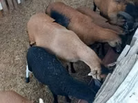 Sheep (batch, sex not specified), Cameroon sheep — photo 1