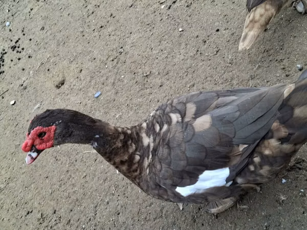 Ducks