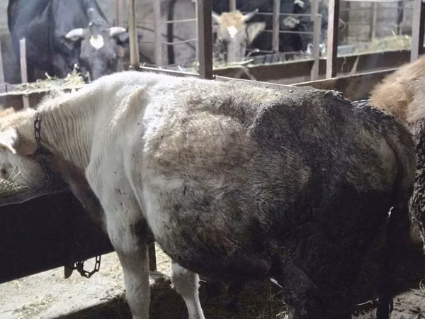 Bull, Cattle