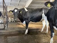 Cow, Holstein breed — photo 5