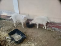 बकरी, Irish goat — फ़ोटो 4