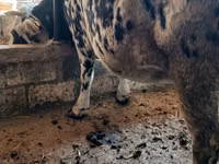 Kuh, Holstein-Rasse — Foto 2