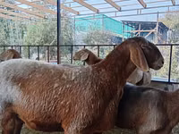 Oveja, Arashan sheep — foto 5