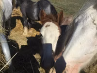 公马, Gypsy horse — 照片 2