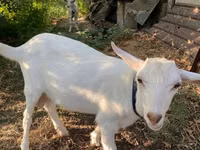تيس, الماعز — الصورة 2