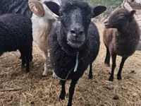भेड़, Ouessant sheep — फ़ोटो 1