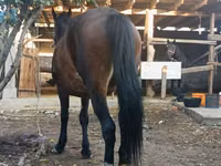 Mare, Horses — photo 3