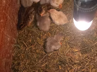 Chickens — 照片 1