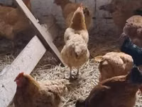 Chickens — photo 2