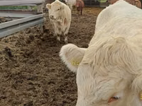 بقرة, Charolais cattle — الصورة 5