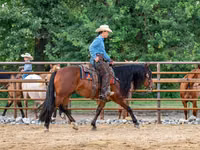 حصان, Quarter Horse — الصورة 5