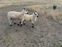 Schaf, Cerry Hill sheep — Foto 1