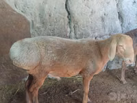 Sheep, Afghan Arabi sheep — photo 3
