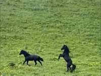 Hengst, Karachay horse — Foto 8