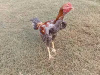 Chickens — 照片 1
