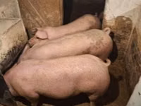 Schweine (Partie, Geschlecht nicht angegeben) — Foto 2