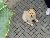 🐶 SATILIR – ÇAU-ÇAU Erkək Çau-Çau balasıdır. 2 aylıqdır, rəngi ağdır — 照片 1
