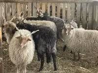 मेढ़ा, Racka sheep — फ़ोटो 3