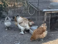 Czech Gold Brindled Hen — photo 3