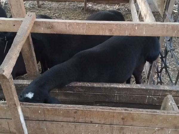 Ram, Sheep