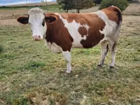 गाय, मोंबेलियार्ड — फ़ोटो 3