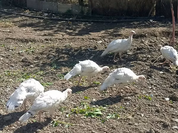 Turkeys
