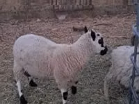 Carnero, Cerry Hill sheep — foto 2