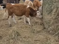 公牛, Simmental cattle — 照片 5