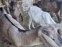 Goats (batch, sex not specified), Goats — photo 5