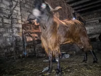 Ziegenbock, Kamori goats — Foto 3