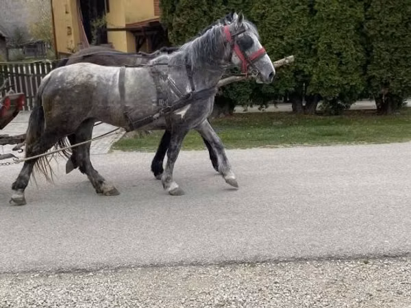 فرس, الخيول