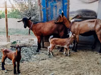 ماعز (دفعة، الجنس غير محدد), Alpine goat — الصورة 1