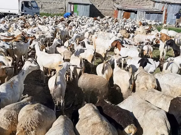 Goats (batch, sex not specified), Goats