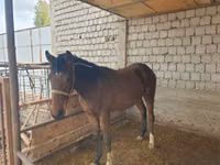 Hengst, Kyrgyz Horse — Foto 5