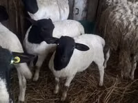 أغنام (دفعة، الجنس غير محدد), Dorper sheep — الصورة 3