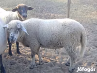 Ram, Sheep — photo 1