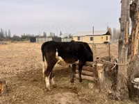 Cow, Cattle — photo 1