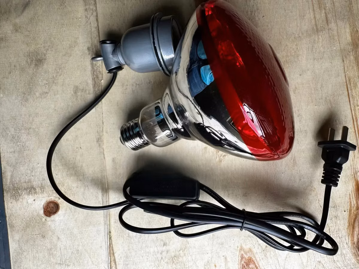 Brooding Bulb and Holder