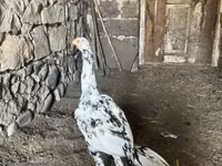 Chickens — photo 1