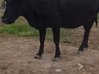 Cow, Russian Black pied cattle — photo 1
