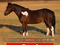 حصان, Pinto horses — الصورة 1