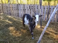 Ziegenbock, Ziegen — Foto 2