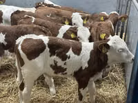 Cattle (batch, sex not specified), Simmental cattle — photo 5