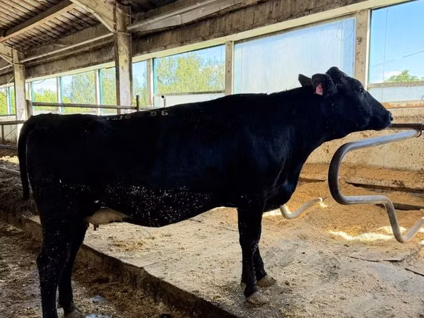 母牛, Holstein breed