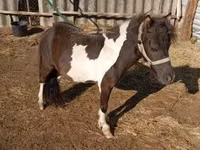 घोड़ा, Falabella — फ़ोटो 1