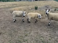 Schaf, Cerry Hill sheep — Foto 3