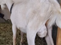تيس, Saanen goat — الصورة 2