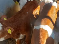 सांड, Simmental cattle — फ़ोटो 1