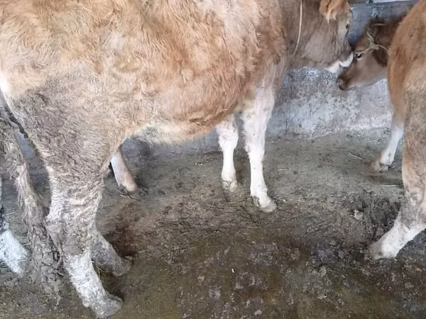 Cow, Cattle